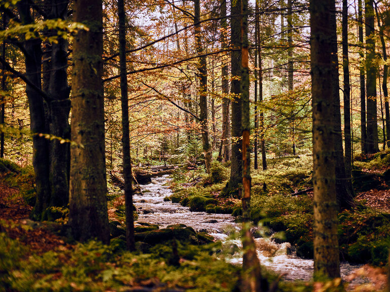 Ein kleiner Bach schlängelt sich durch einen herbstlichen Laubwald im Bayerischen Wald.
