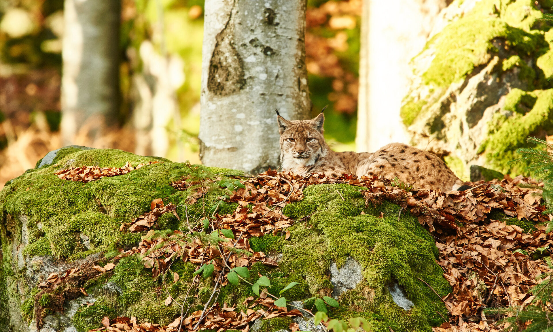 Ein Luchs ruht auf einem moosbedeckten Felsen im herbstlichen Wald. Die Szene zeigt ihn in seiner natürlichen Umgebung im Nationalpark Bayerischer Wald.