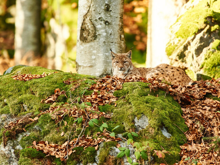 Ein Luchs ruht auf einem moosbedeckten Felsen im herbstlichen Wald. Die Szene zeigt ihn in seiner natürlichen Umgebung im Nationalpark Bayerischer Wald.