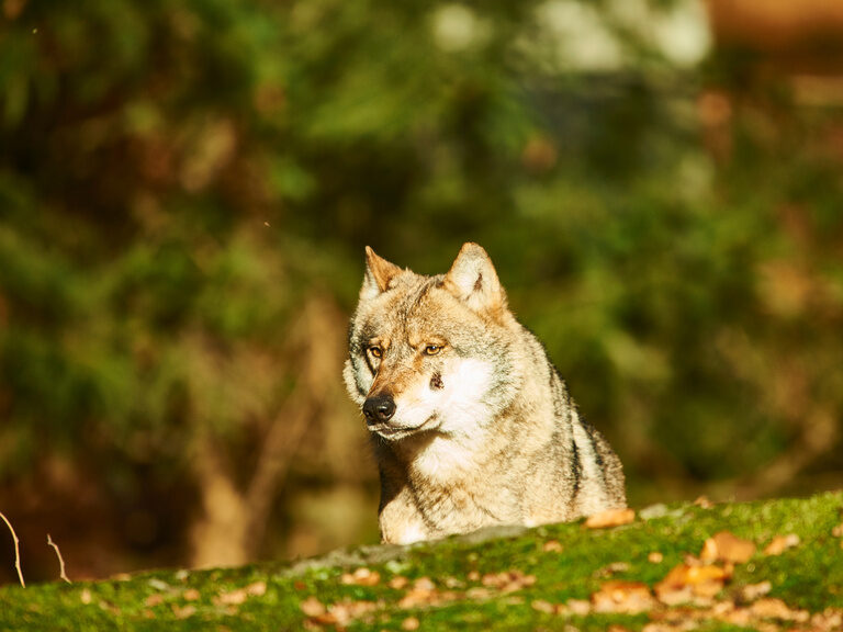Ein Wolf durchstreift die Wildnis des Nationalparks Bayerischer Wald.